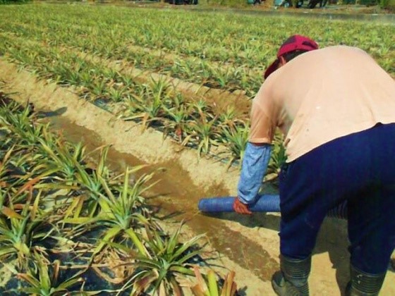 推動畜牧沼液沼渣作為農地肥分使用